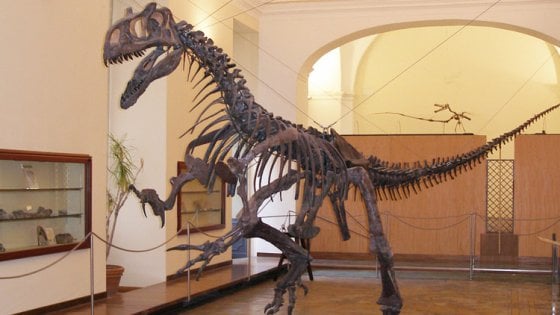 20180715191034Museo di Paleontologia.jpg